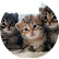 Puji Widiastuti